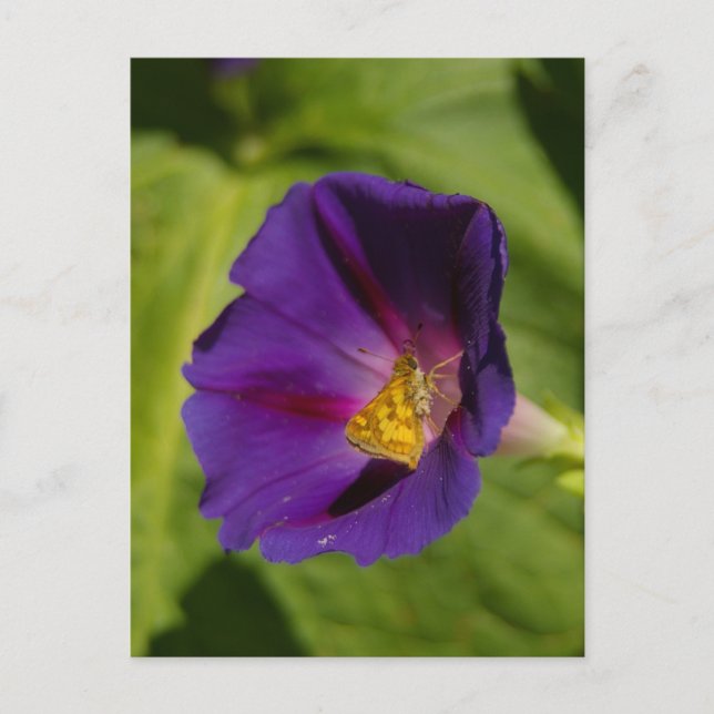 Morning Glory Postcard (Front)
