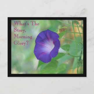Morning Glory Postcard