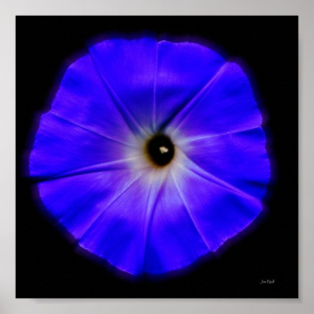 morning glory poster (Front)