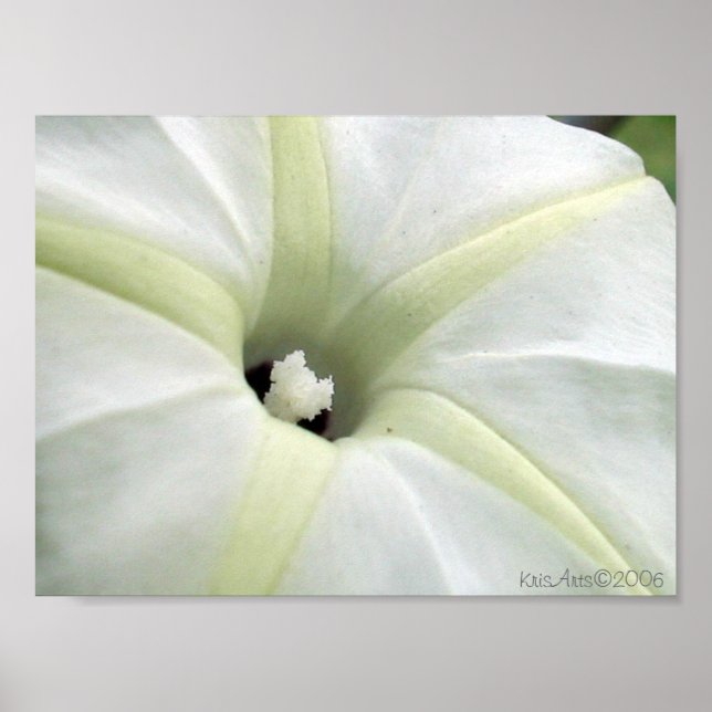 Morning Glory Poster (Front)