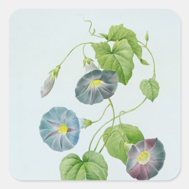 Morning Glory Square Sticker (Front)