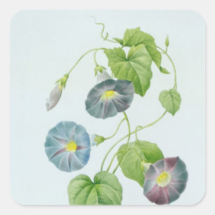 Morning Glory Square Sticker
