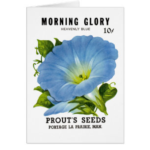 Morning Glory Vintage Seed Packet