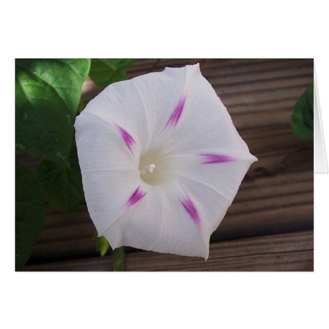 Morning Glory White (Front Horizontal)