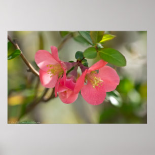 Morning Glow Coral Flowering Quince Poster