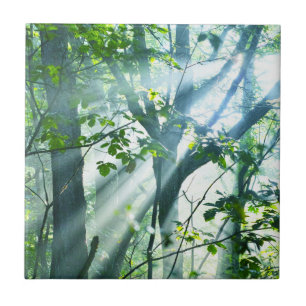 Morning in the Forest Ceramic Tile