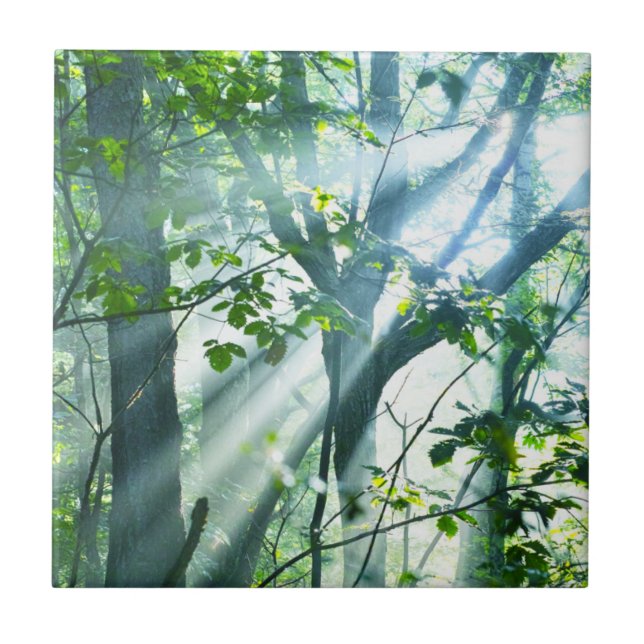 Morning in the Forest Ceramic Tile (Front)