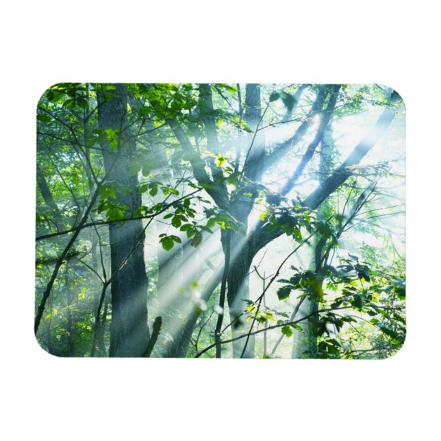 Morning in the Forest Magnet (Horizontal)