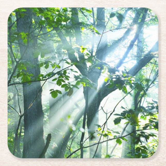 Morning in the Forest Square Paper Coaster (Front)