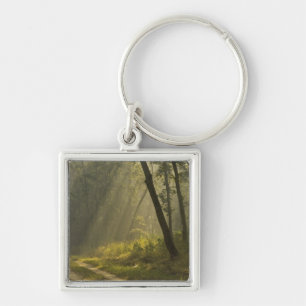 Morning light beams through trees in jungle key ring