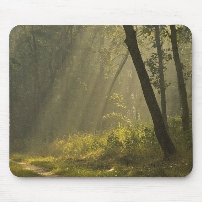 Morning light beams through trees in jungle mouse pad (Front)
