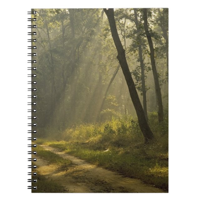 Morning light beams through trees in jungle notebook (Front)
