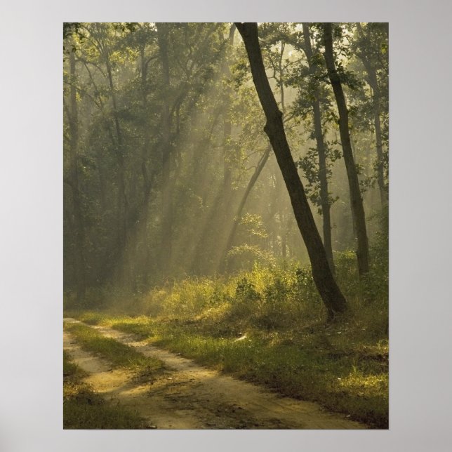 Morning light beams through trees in jungle poster (Front)