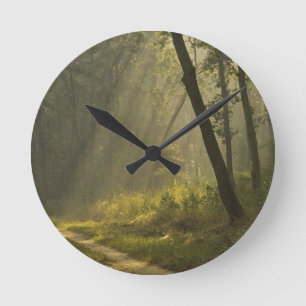 Morning light beams through trees in jungle round clock