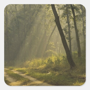 Morning light beams through trees in jungle square sticker