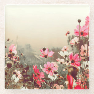 Morning light, blooming pink cosmos. glass coaster