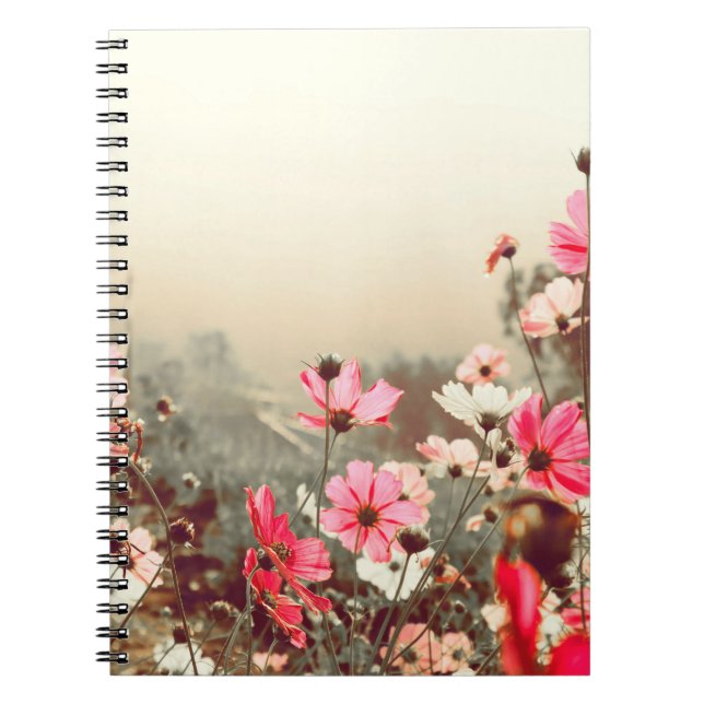 Morning light, blooming pink cosmos. notebook (Front)