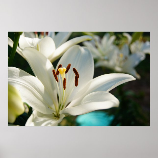 Morning Lily Poster (Front)