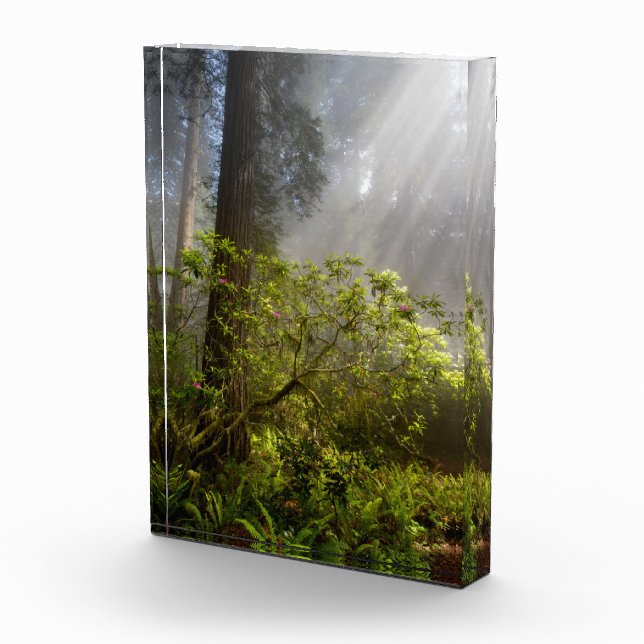 Morning Mist on Rhododendron Photo Block (Right)