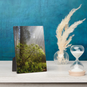 Morning Mist on Rhododendron Plaque