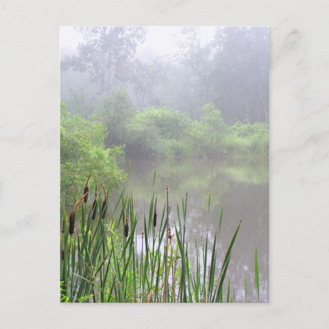 Morning Mist on the Pond Postcard (Front)
