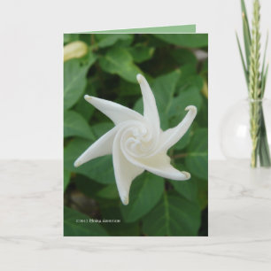 Morning of the Moonflower Card