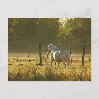 Morning Pasture Scene Postcard
