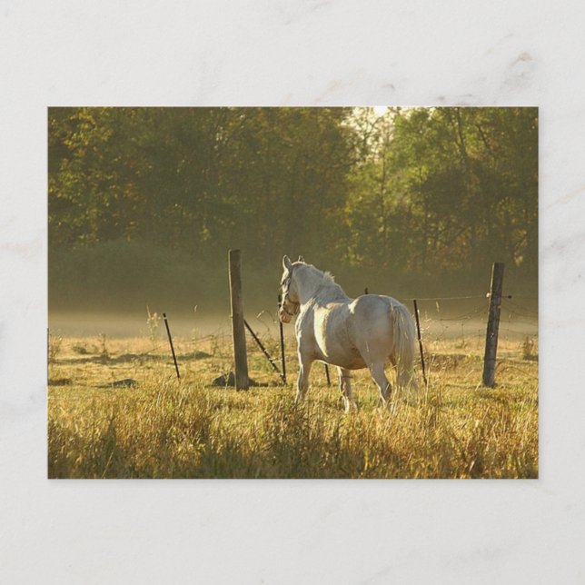 Morning Pasture Scene Postcard (Front)