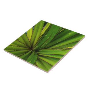 Morning Rain on the Screw Pine Ceramic Tile