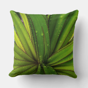 Morning Rain on the Screw Pine Cushion