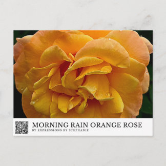 Morning Rain Orange Rose Postcard