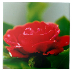 Morning red Rose covered with dew drops Ceramic Tile