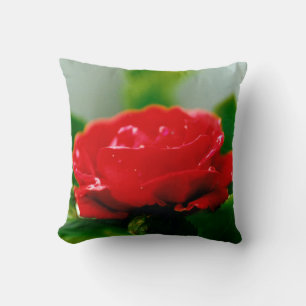 Morning red Rose covered with dew drops Cushion