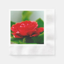 Morning red Rose covered with dew drops 