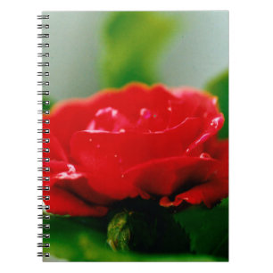 Morning red Rose covered with dew drops  Notebook