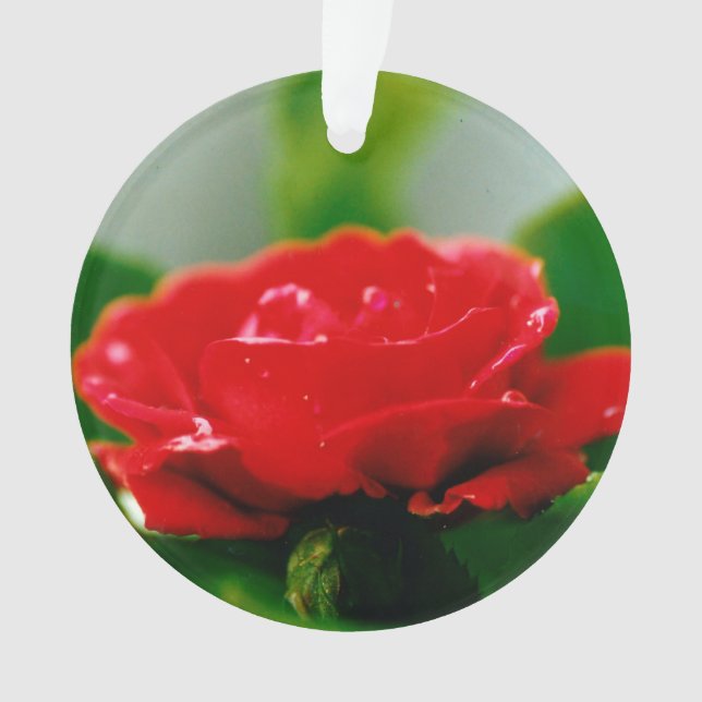 Morning Red Rose covered with dew drops   Ornament (Front)