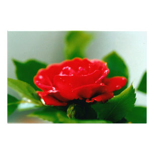 Morning red Rose covered with dew drops Photo Print