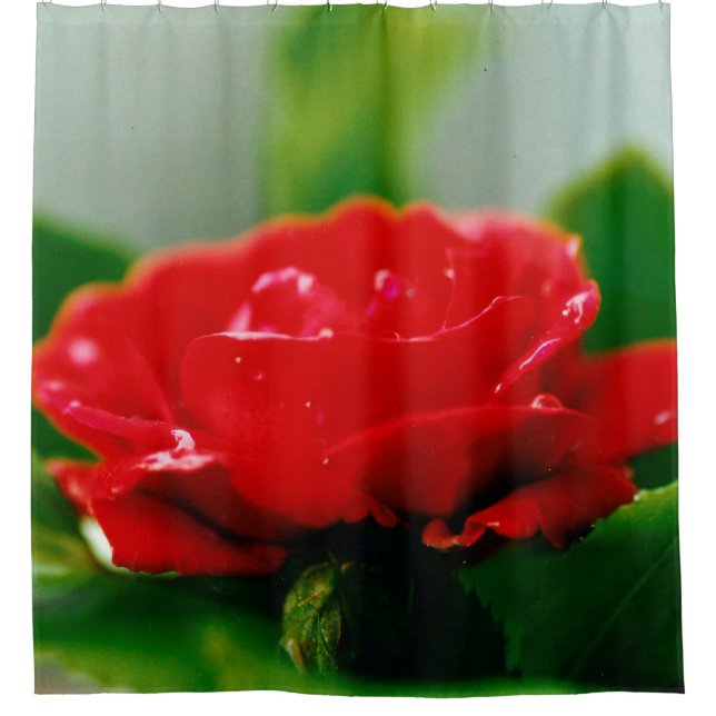 Morning red Rose covered with dew drops  Shower Curtain (Front)