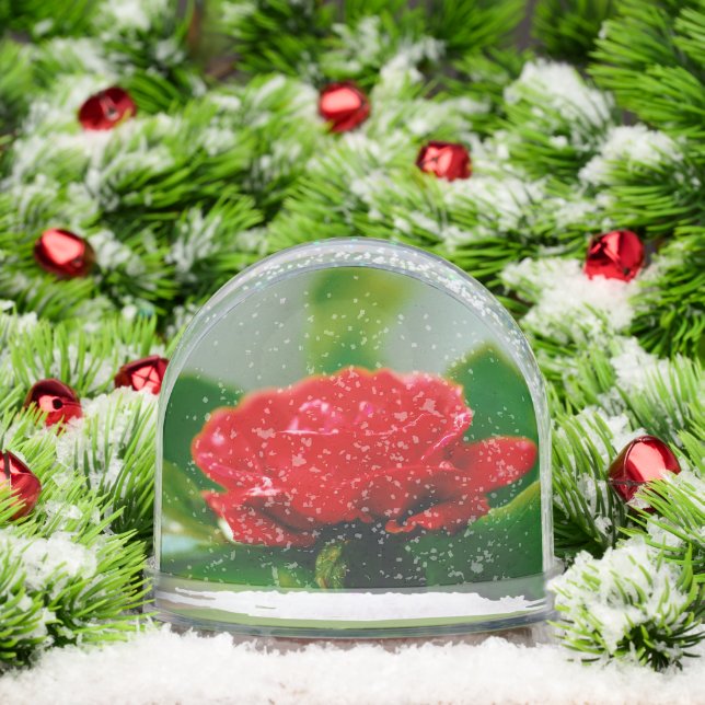 Morning red Rose covered with dew drops  Snowglobe (Christmas)