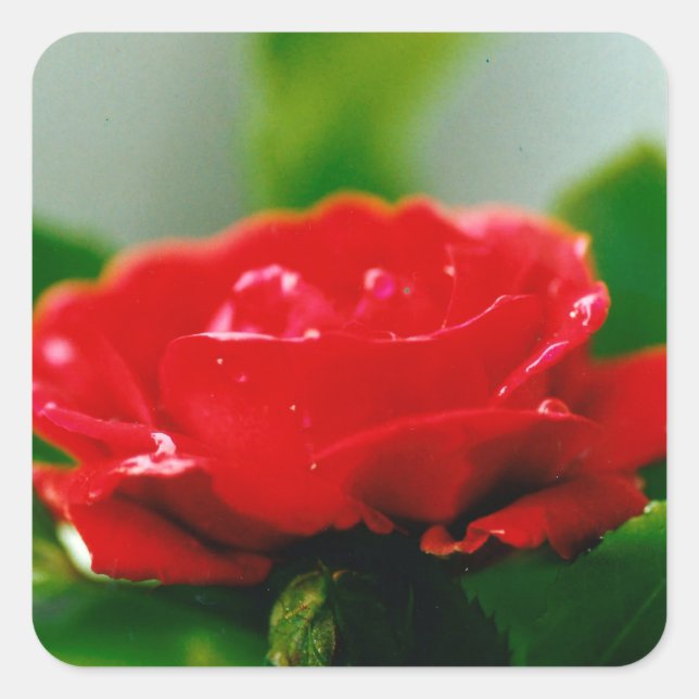 Morning red Rose covered with dew drops  Square Sticker (Front)