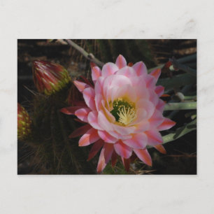 Morning Shade Postcard