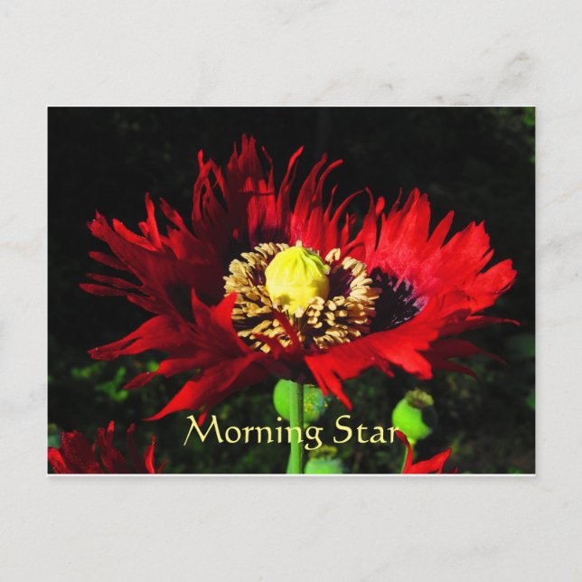 Morning Star Postcard (Front)
