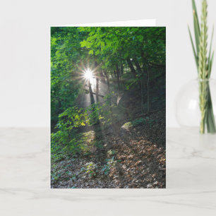 Morning Sunbeams of Kaposia Park Thank You Card