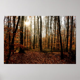 Morning sunbeams through the forest poster