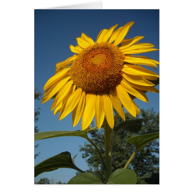 Morning Sunflower (Front)