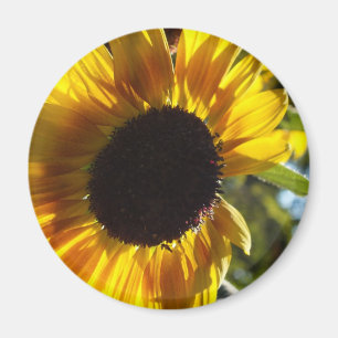 Morning Sunflower Customisable Magnet