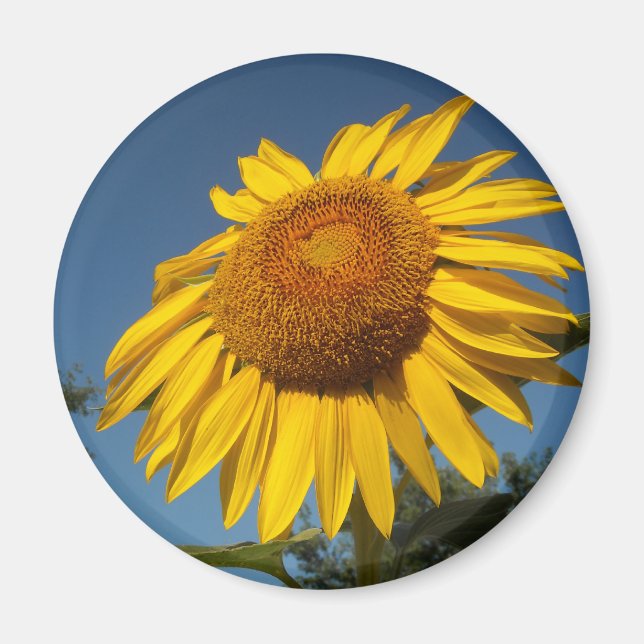 Morning Sunflower Magnet (Front)