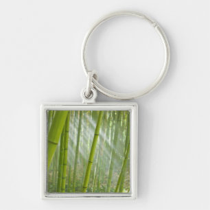 Morning sunlight filtering through bamboo key ring