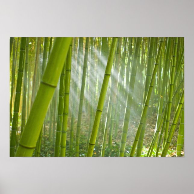 Morning sunlight filtering through bamboo poster (Front)