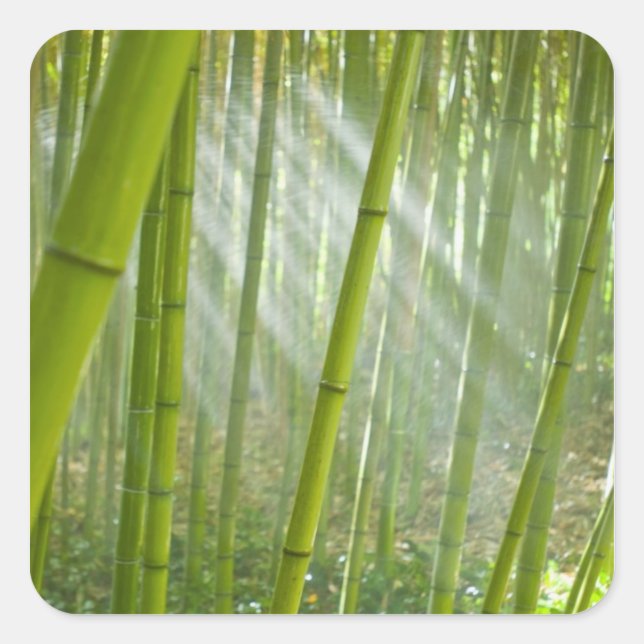 Morning sunlight filtering through bamboo square sticker (Front)